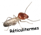 diagnostic termites 